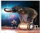 bir sirk hareket eğitimli fil bir silindir üzerinde yürüme